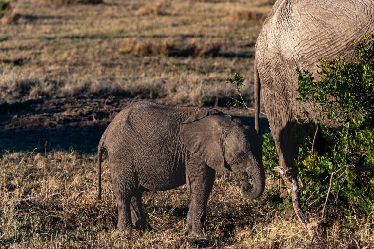 African elephant and her baby