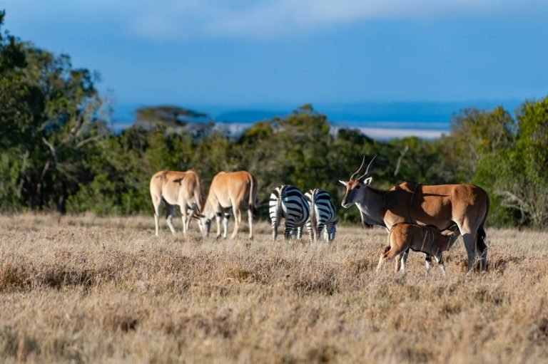 Antelope