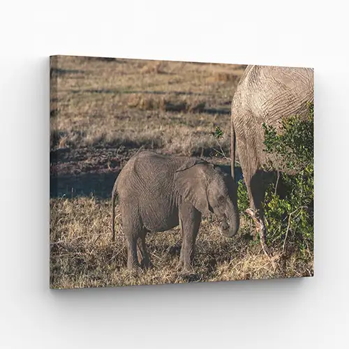 Canvas print example of baby elephant