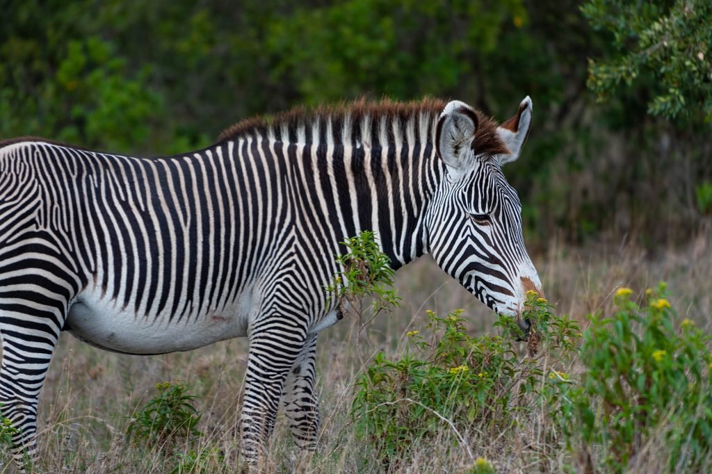 Grèvy&#039;s Zebra