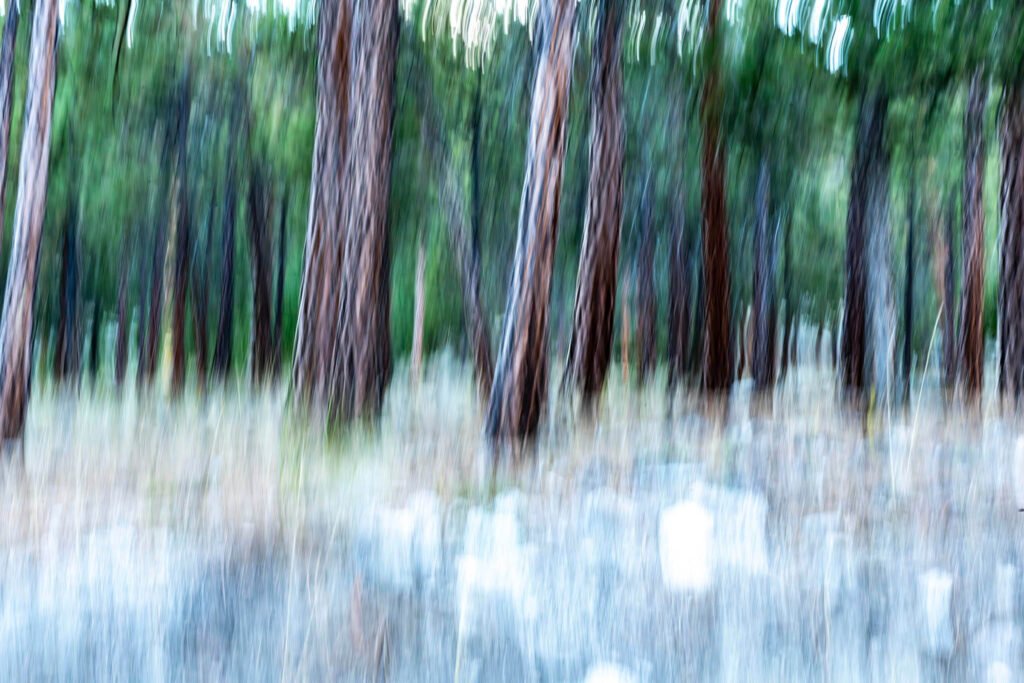 ICM taken at forest in Monck Park, Nicola Valley, British Columbia, Canada.