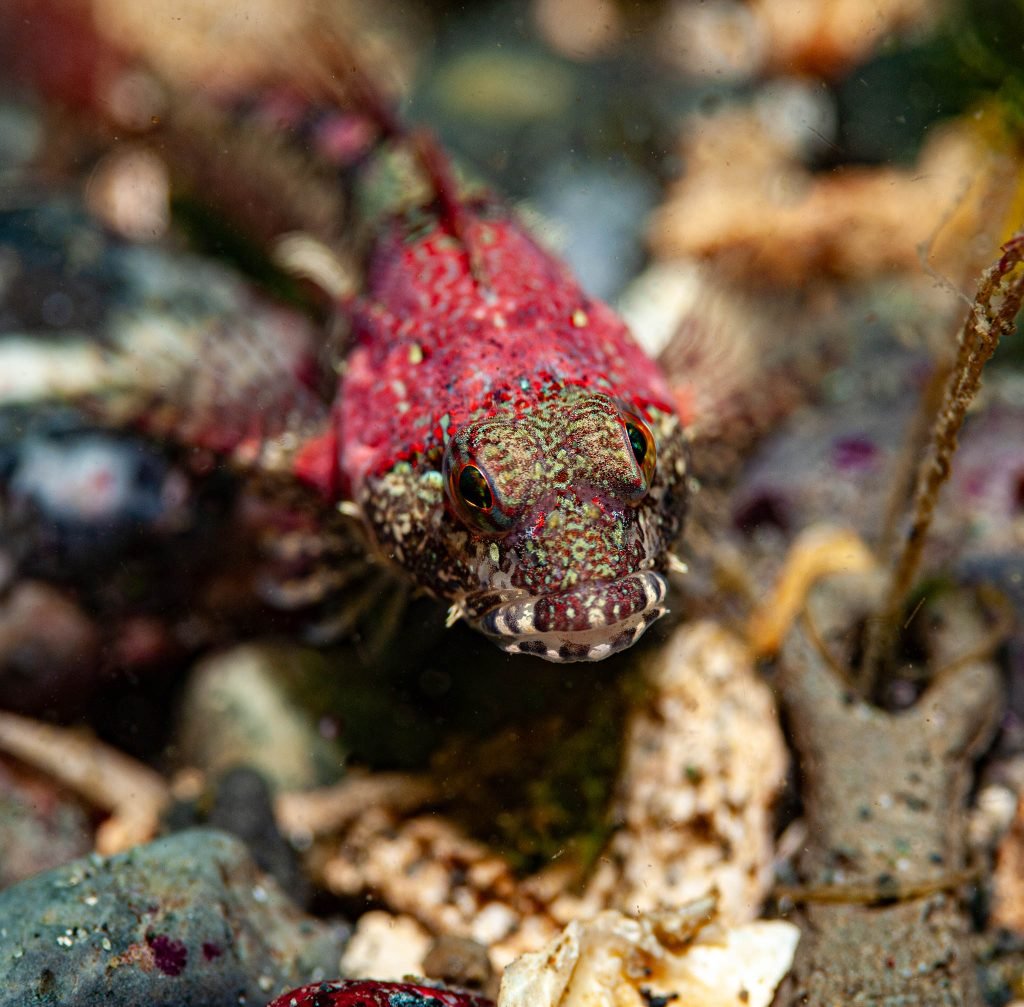 Longfin Sculpin Fish