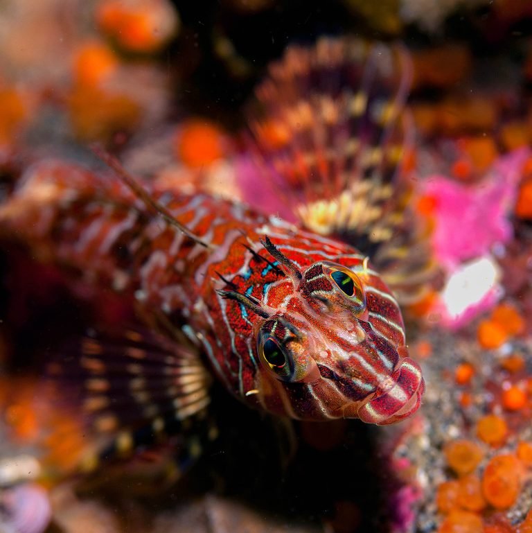 The red Irish lord is a species of marine ray-finned fish belonging to the family Agonidae. It inhabits the northern Pacific Ocean, ranging from Russia to Alaska and extending as far south as Monterey Bay.