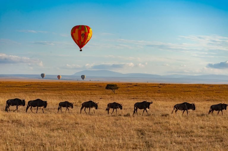 Masai Mara National Reserve, Kenya, Africa.