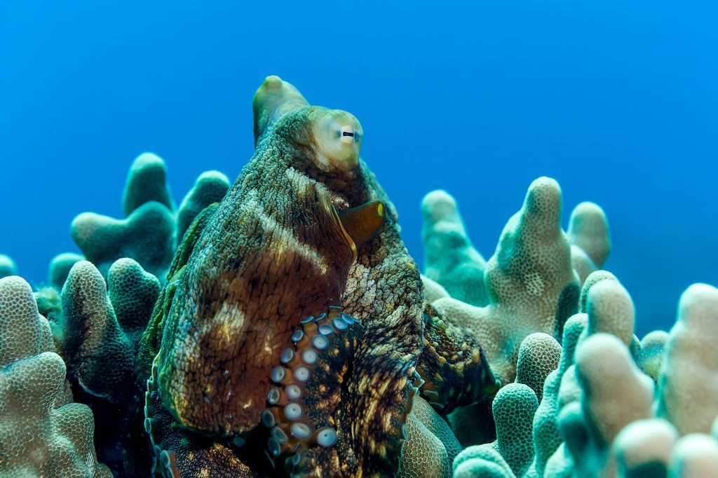 Octopus in Hawaii&#039;s Big Island