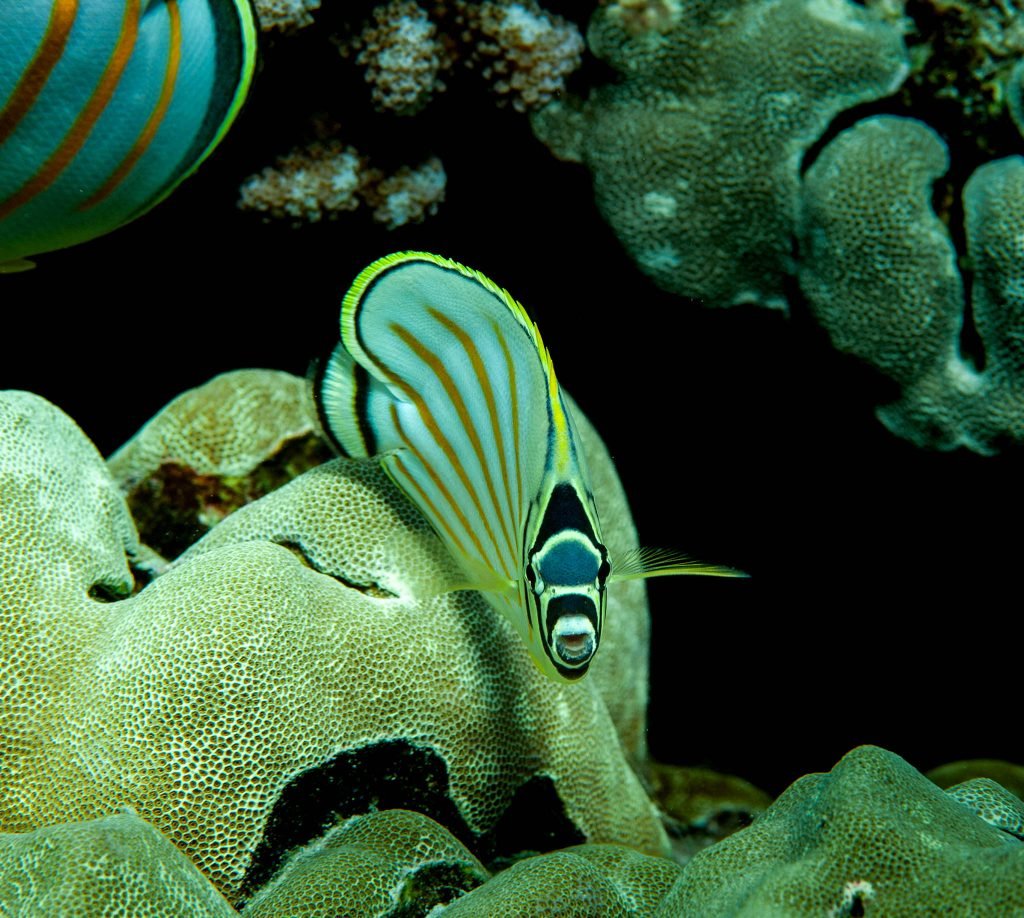 Ornate Butterfly Fish in a place of refuge in Hawaii