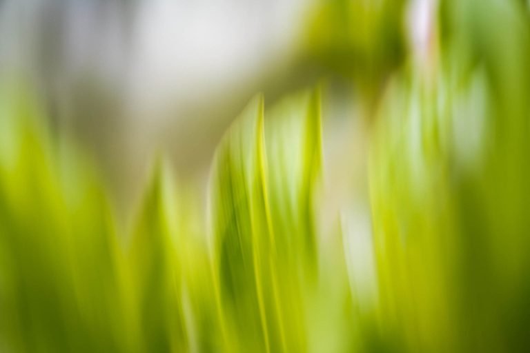 ICM, Tree, Langley, British Columbia, Canada,