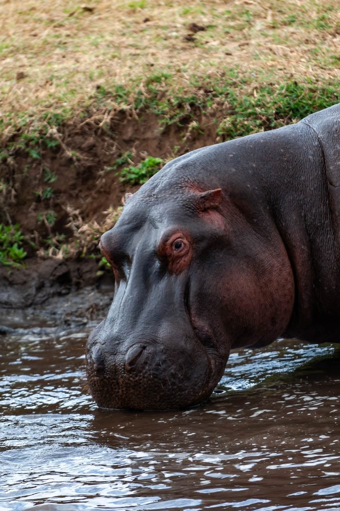 hippopotamus on Ngorongoro game reserve, Africa