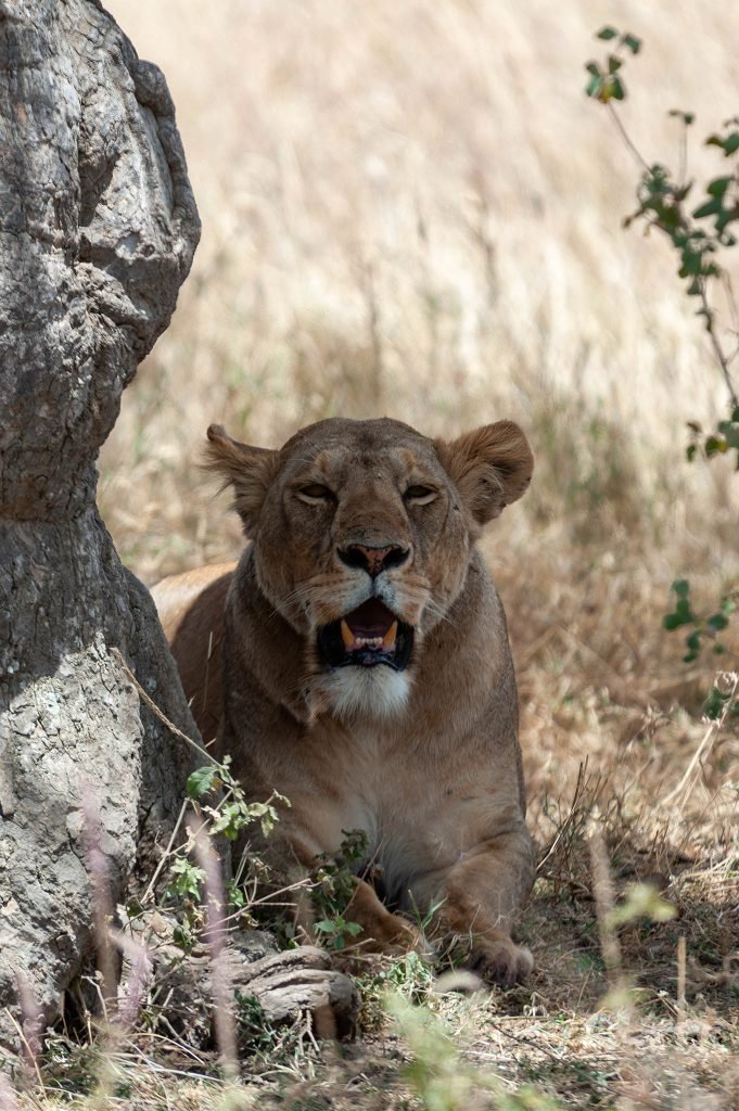 lioness in the Serengeti, Africa