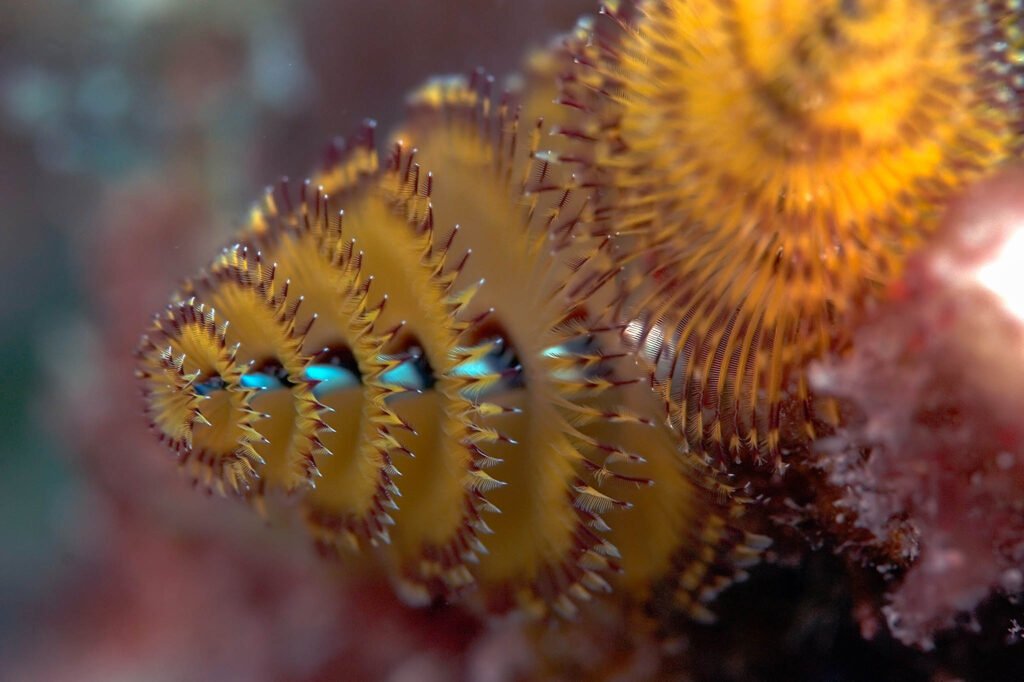 Christmas tree worm