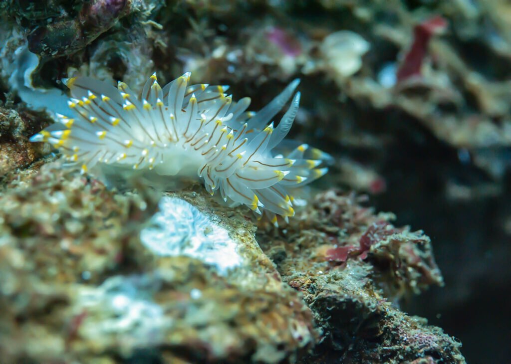 White tipped nudibranch