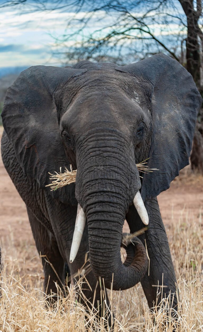 African elephant