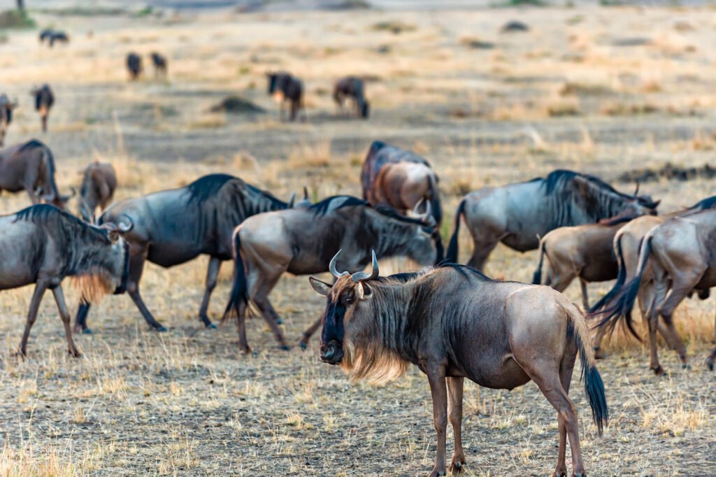 Blue wildebeest in Kenya, Africa