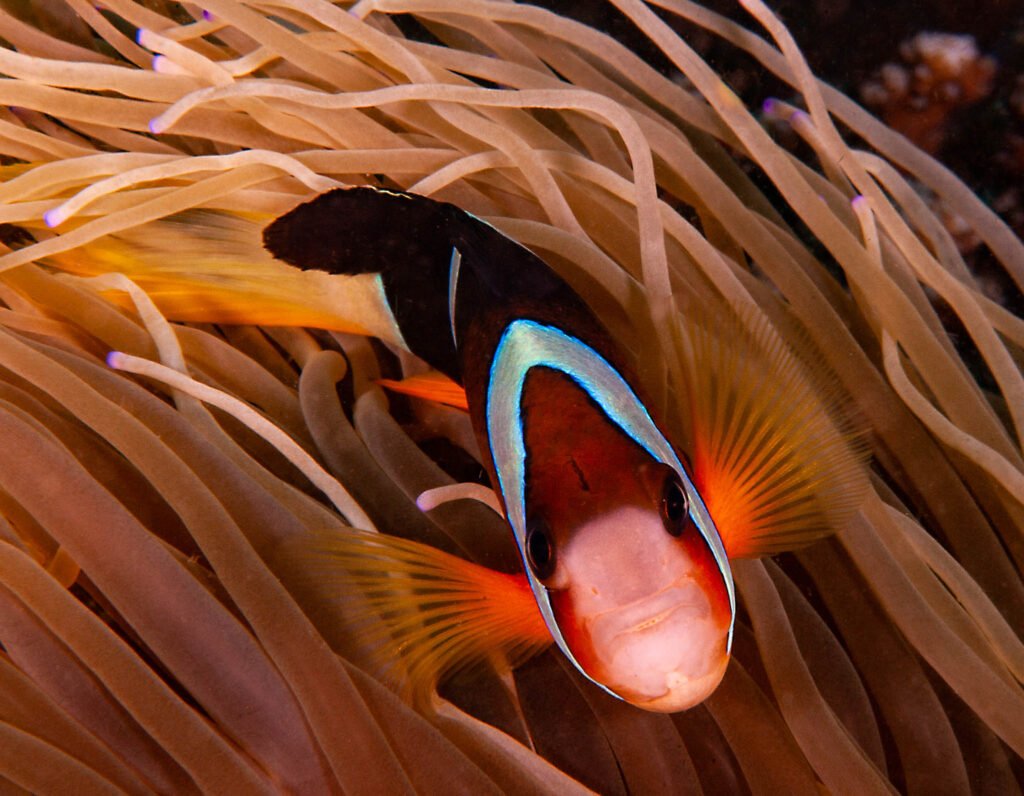 Clown Fish, Philippines