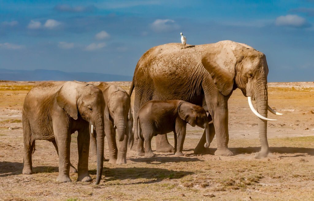 Family of elephants in kenya, Africa