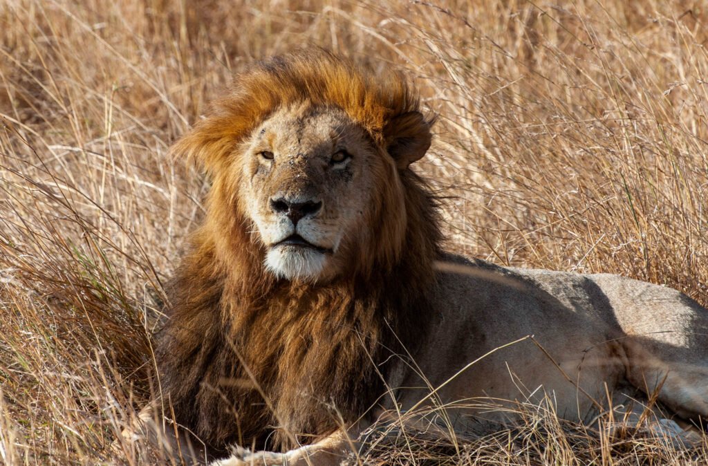 Lion in the Masai Mara, Kenya, Africa.