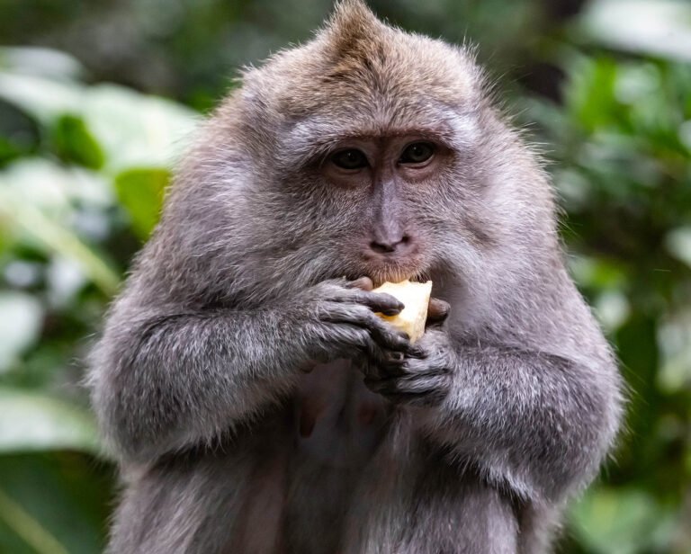 Long-Tailed Macaque