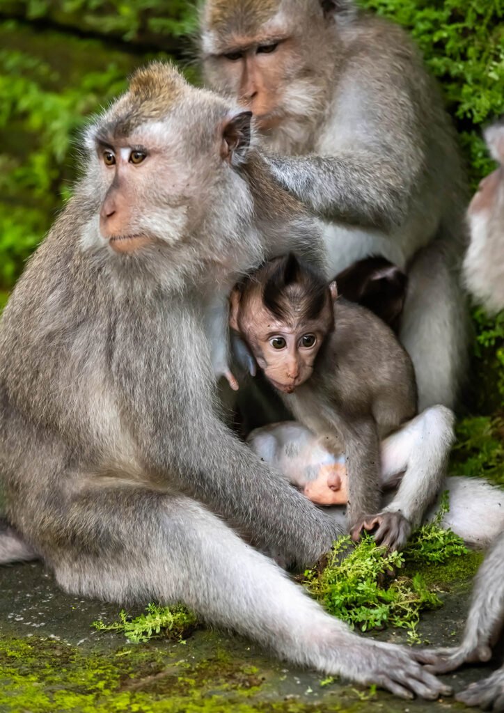 Long-Tailed Macaque family