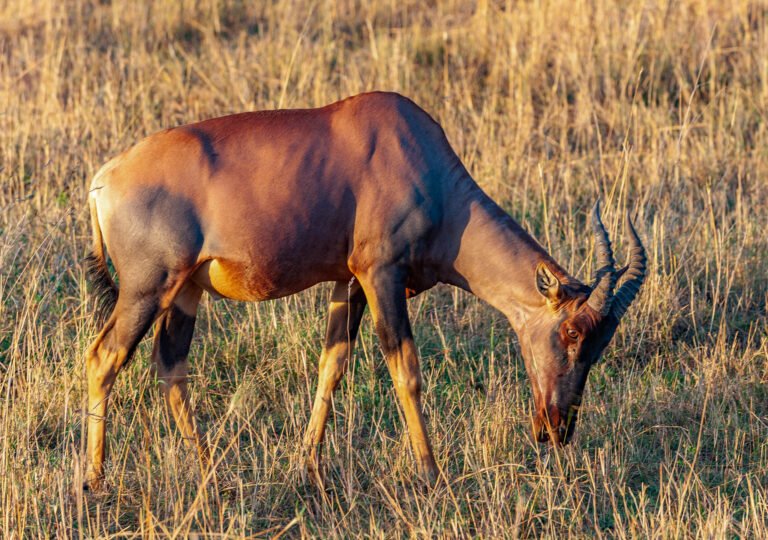 Topi, Masai Mara, Kenya, Africa