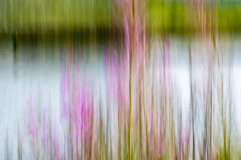 This image was taken on the Ebey Waterfront trail in Marysville,Washington USA. The image was taken along the train next to the Qwuloolt Estuary on the ebey slough.