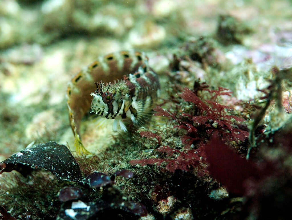 decorated warbonnet