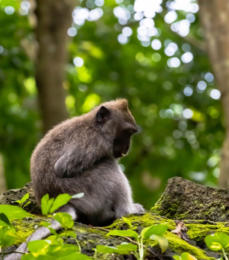 Long-Tailed Macaque