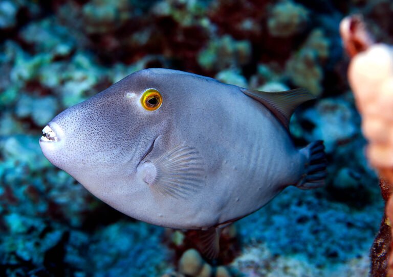 Parrot Fish