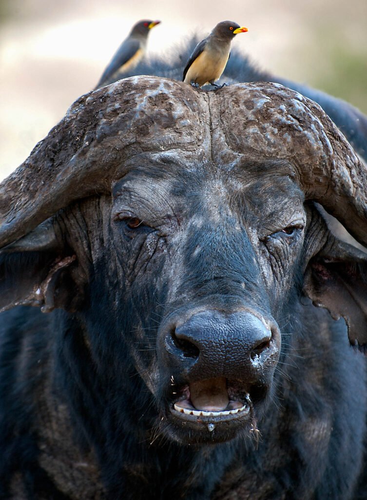 Water Buffalo, Africa