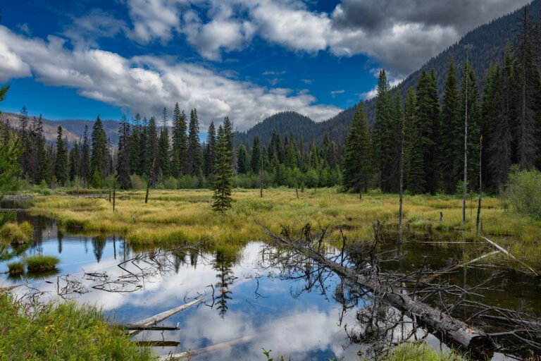 Beaver Pond E.C. Manning Provincial Park, British Columbia, Canada.