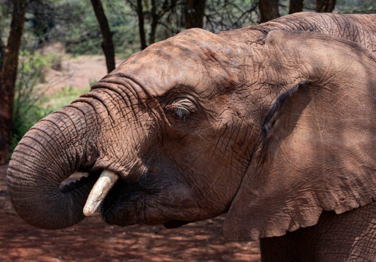 Orphaned elephants at the rehab center, Sheldrick wildlife trust in Nairobi.