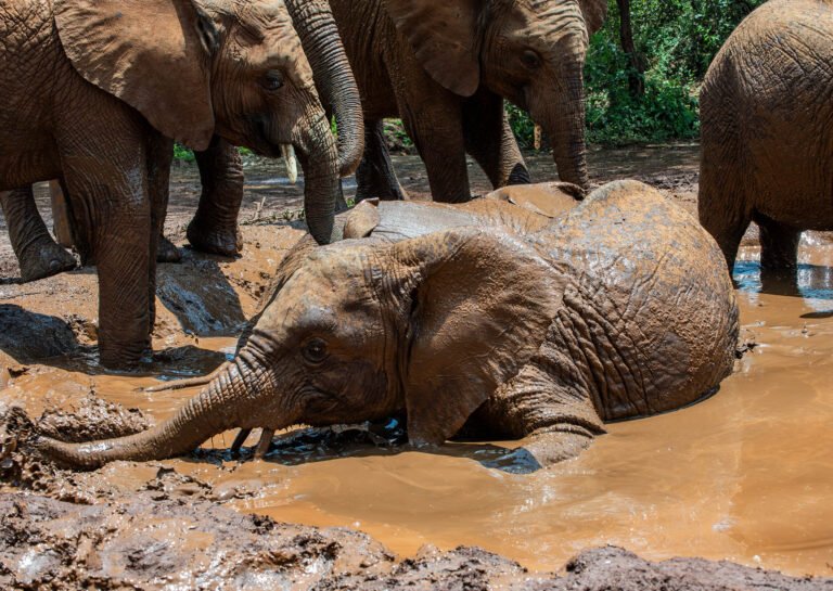 Orphaned elephant taking a bath at the rehab center, Sheldrick wildlife trust in Nairobi.