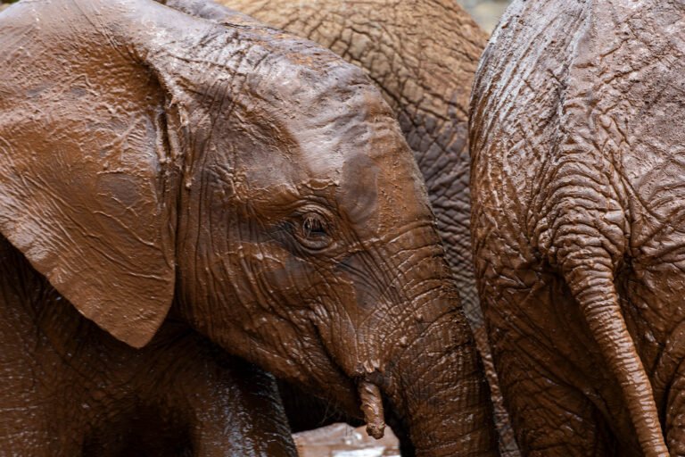 Orphaned elephants at the rehab center, Sheldrick wildlife trust in Nairobi.