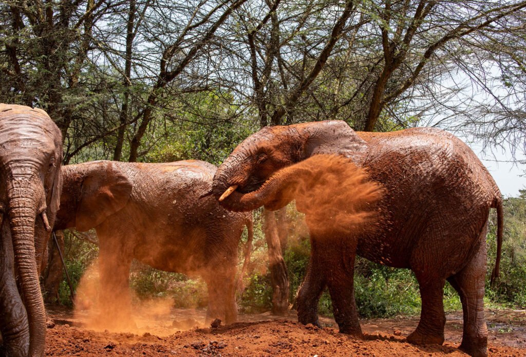 Orphaned elephants at the rehab center, Sheldrick wildlife trust in Nairobi.