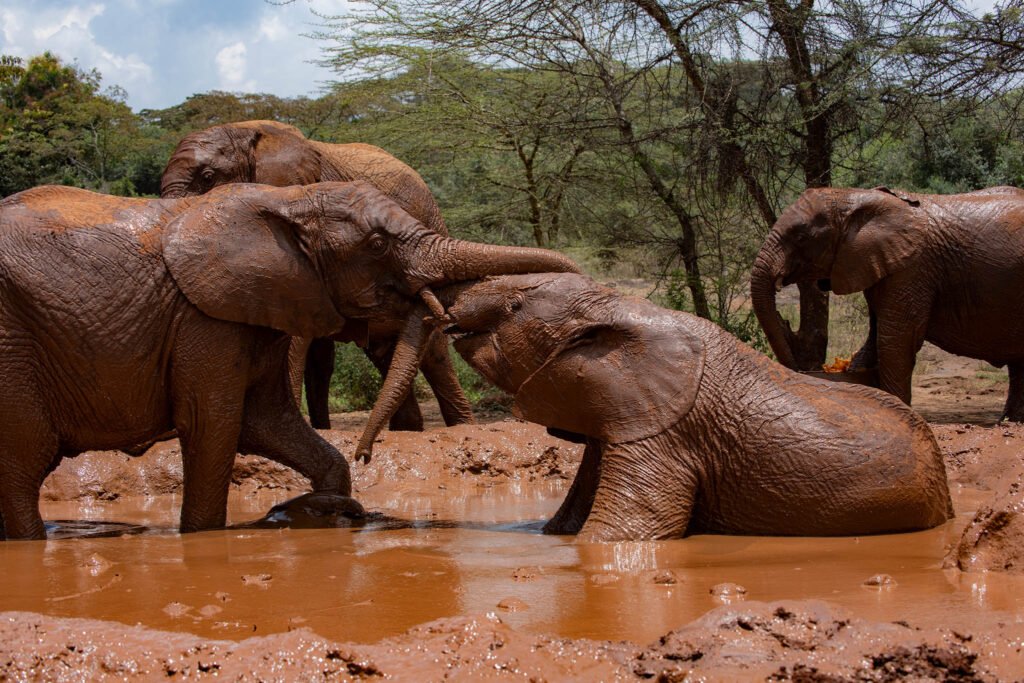 Orphaned elephants at the rehab center, Sheldrick wildlife trust in Nairobi.