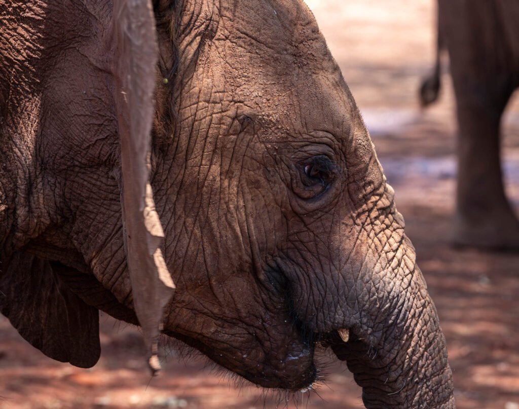 Orphaned elephant at the rehab center, Sheldrick wildlife trust in Nairobi.