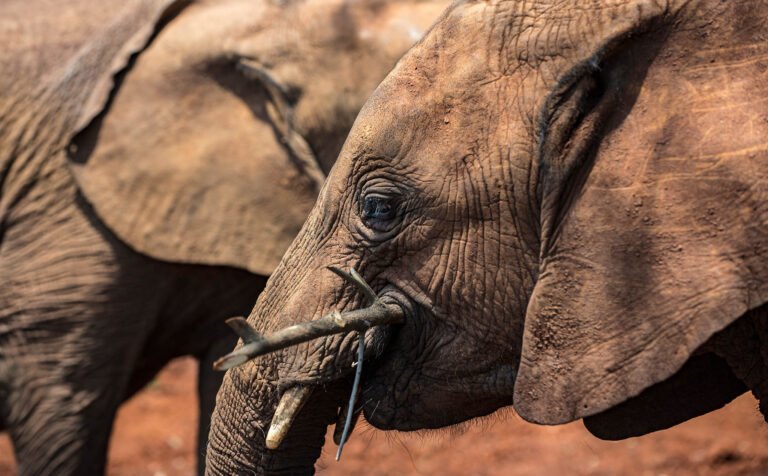 Orphaned elephants at the rehab center, Sheldrick wildlife trust in Nairobi.