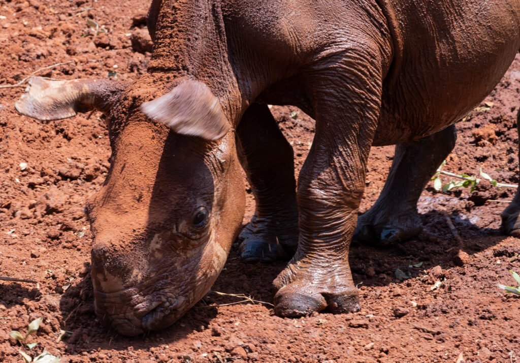 Baby rhino at the rehab center, Sheldrick wildlife trust in Nairobi.