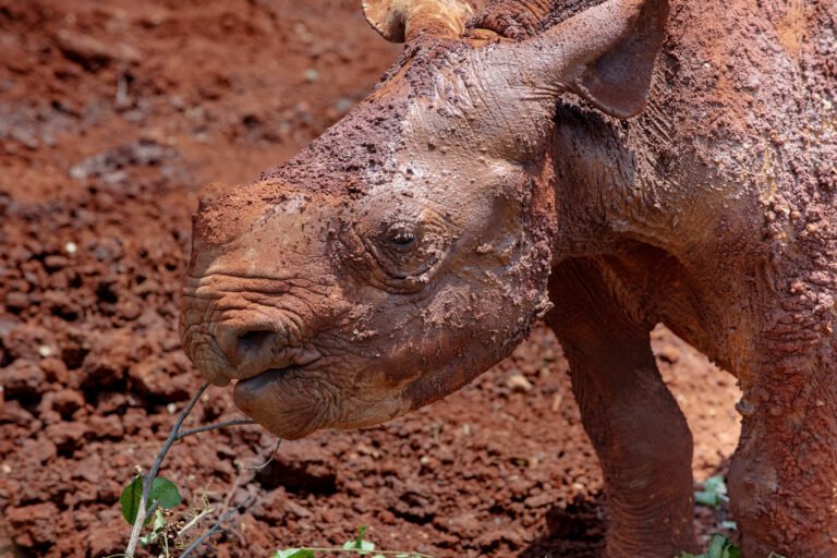 Baby rhino at the rehab center, Sheldrick wildlife trust in Nairobi.