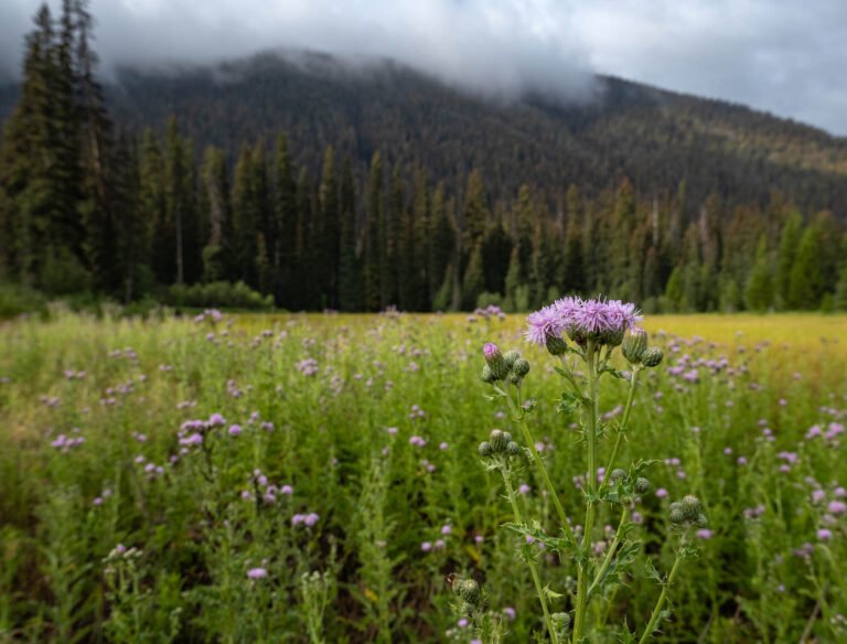 E.C. Manning Provincial Park, British Columbia, Canada.