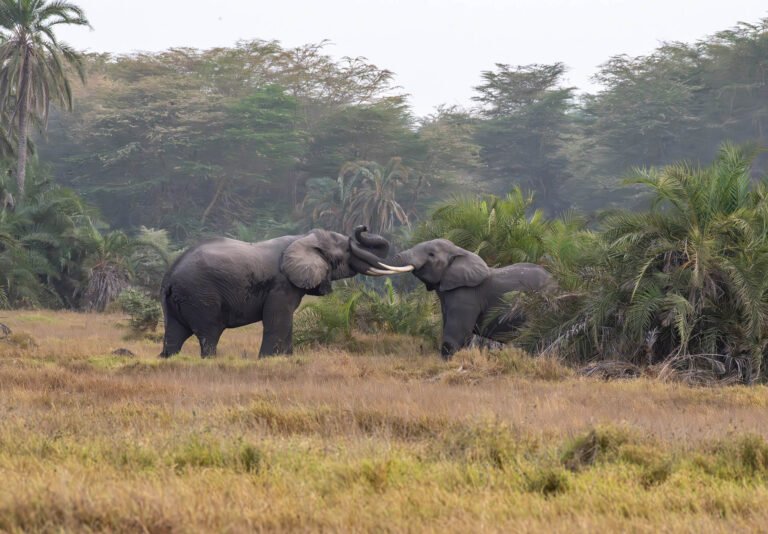 African elephants fighting, Amboseli National Park, Kenya, Africa.