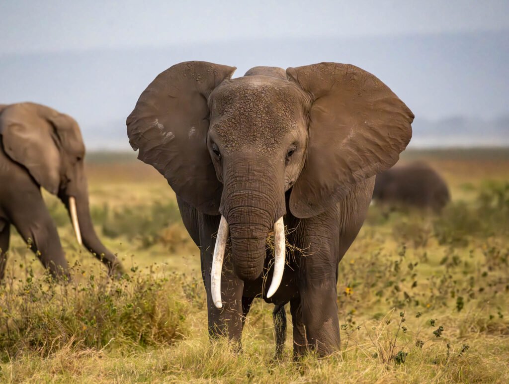 African elephant, Amboseli National Park, Kenya, Africa.