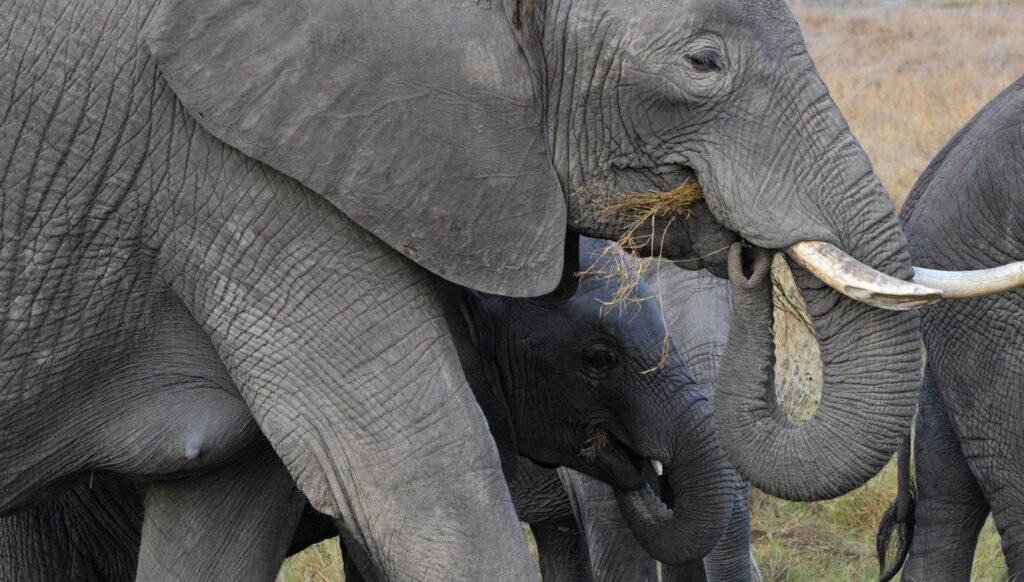 African grey elephant, Amboseli National Park, Kenya, Africa.