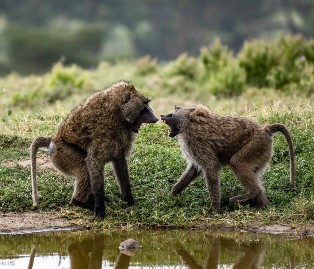 Baboons fighting at Lake Nakuru, Kenya, Africa.