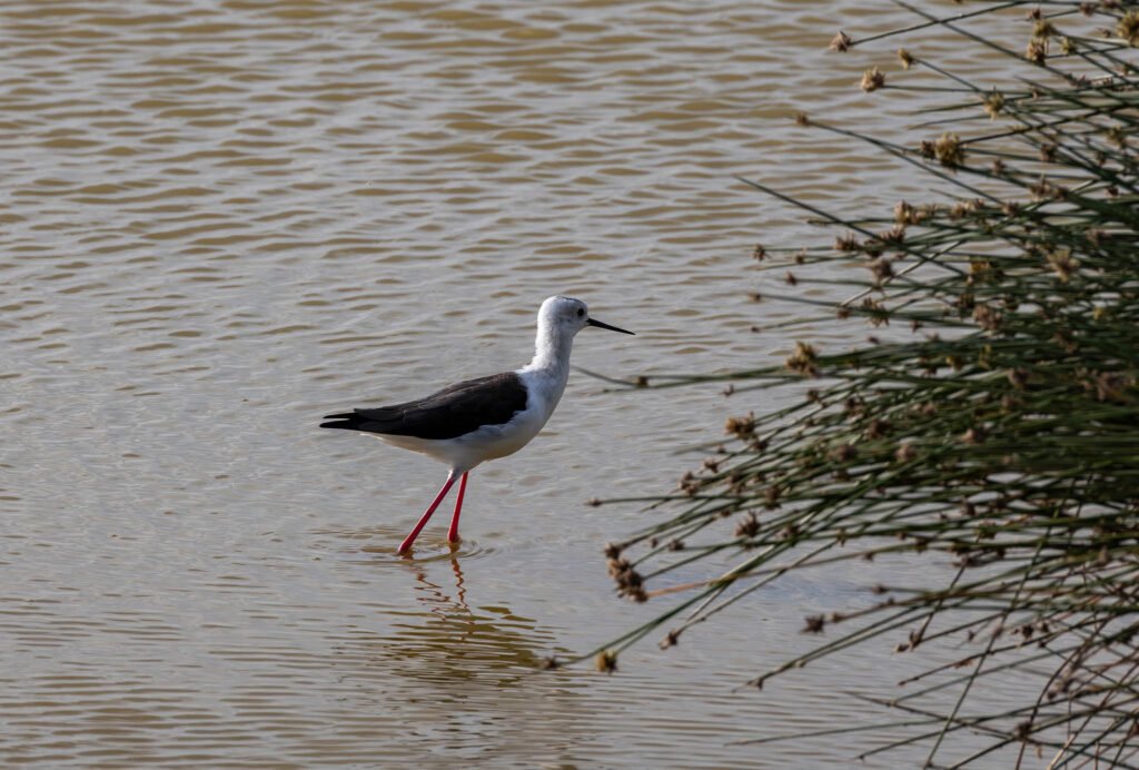 Black winged stilt at Sweetwaters game reserve in Kenya, Africa.