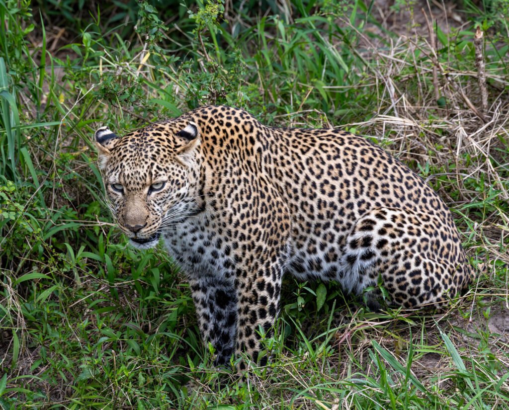 Cheetah, Amboseli National Park, Kenya, Africa.