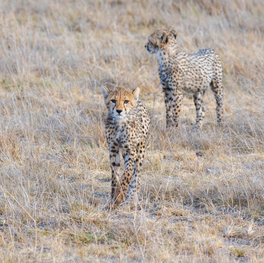 Cheetah cubs, Amboseli National Park, Kenya, Africa.