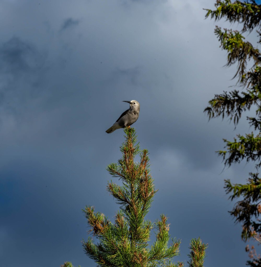 Clarks Nutcracker at Manning Provincial Park, British Columbia, Canada.