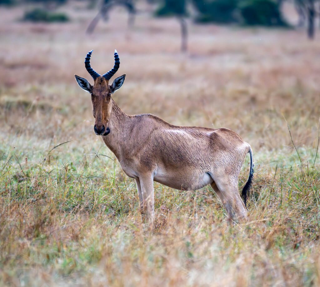 Cokes hartebeest, Sweetwaters lodge, Kenya, Africa.