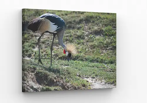 Crowned crane canvas print example