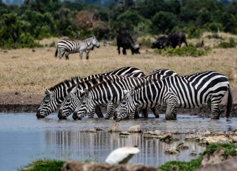 Dazzle of zebras at Sweetwaters lodge, Kenya, Africa.